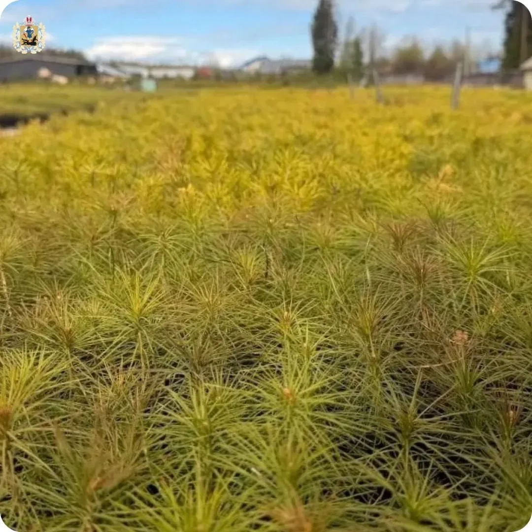🌲 В Вельском питомнике выращивают саженцы для восстановления лесов Поморья.  В Архангельской области