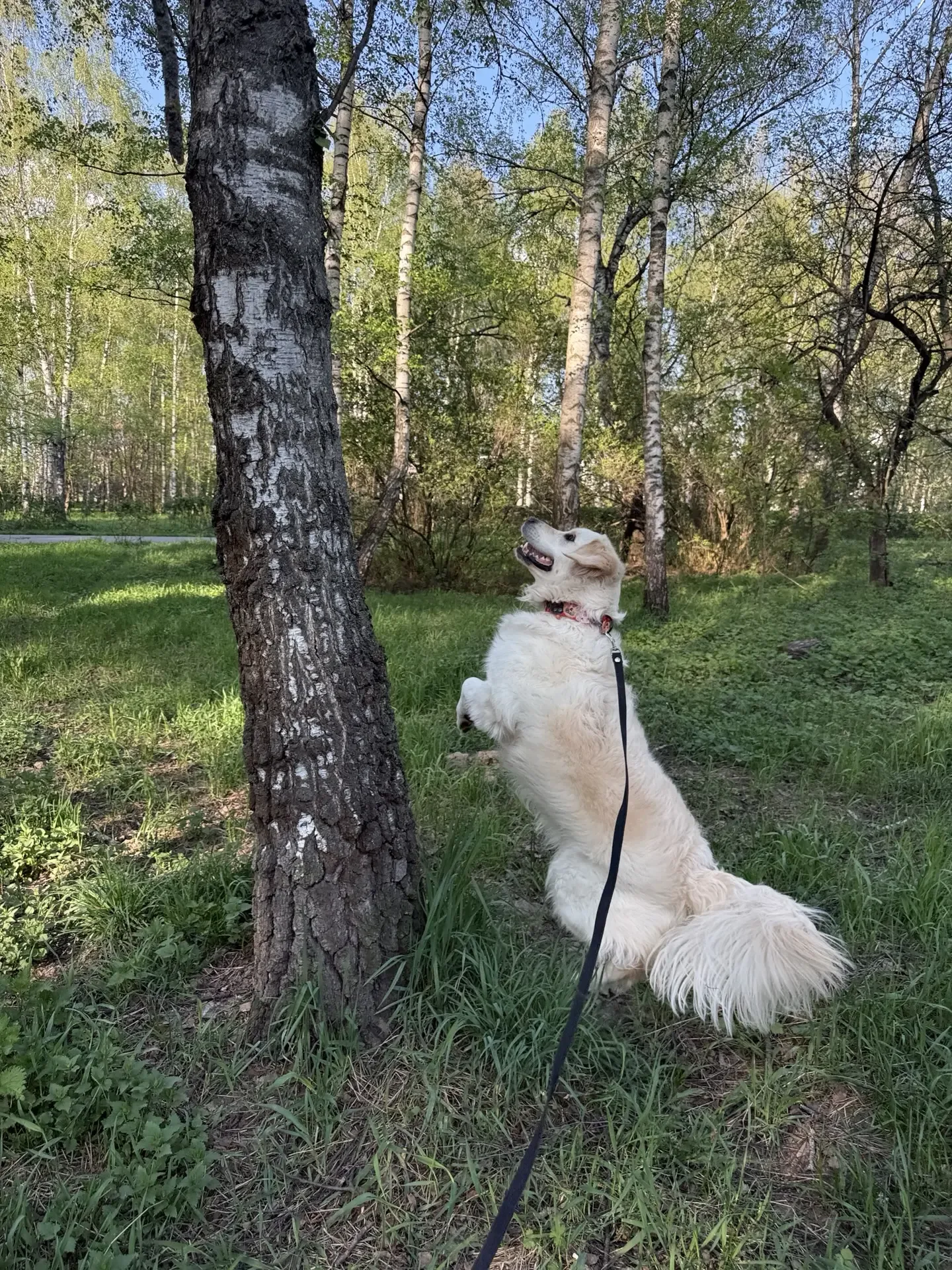 Зарисовка : Шелби и белки ) 🐿️
