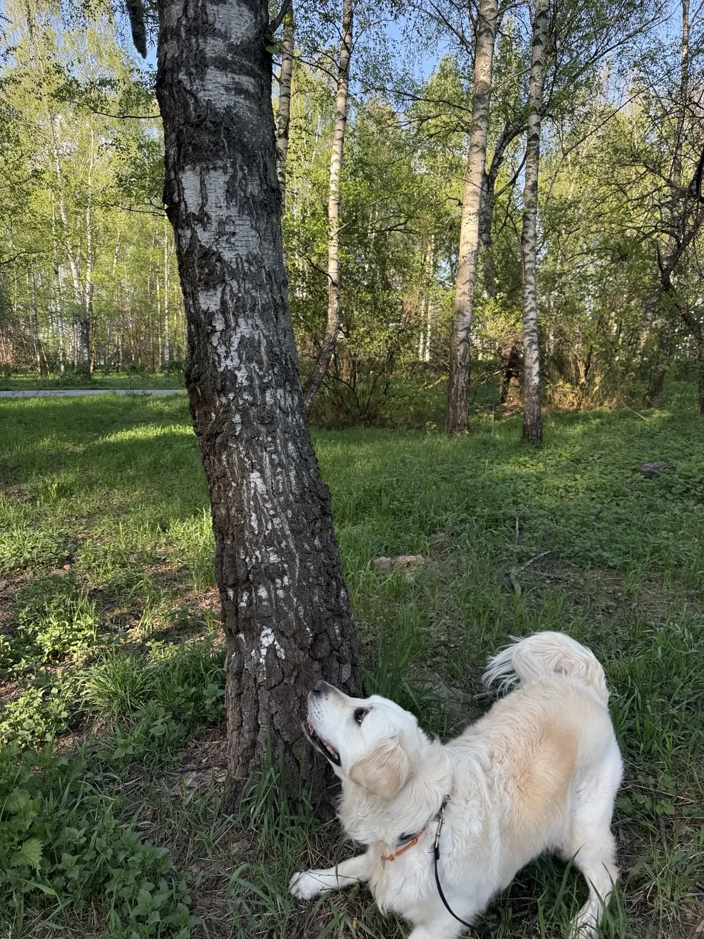 Зарисовка : Шелби и белки ) 🐿️