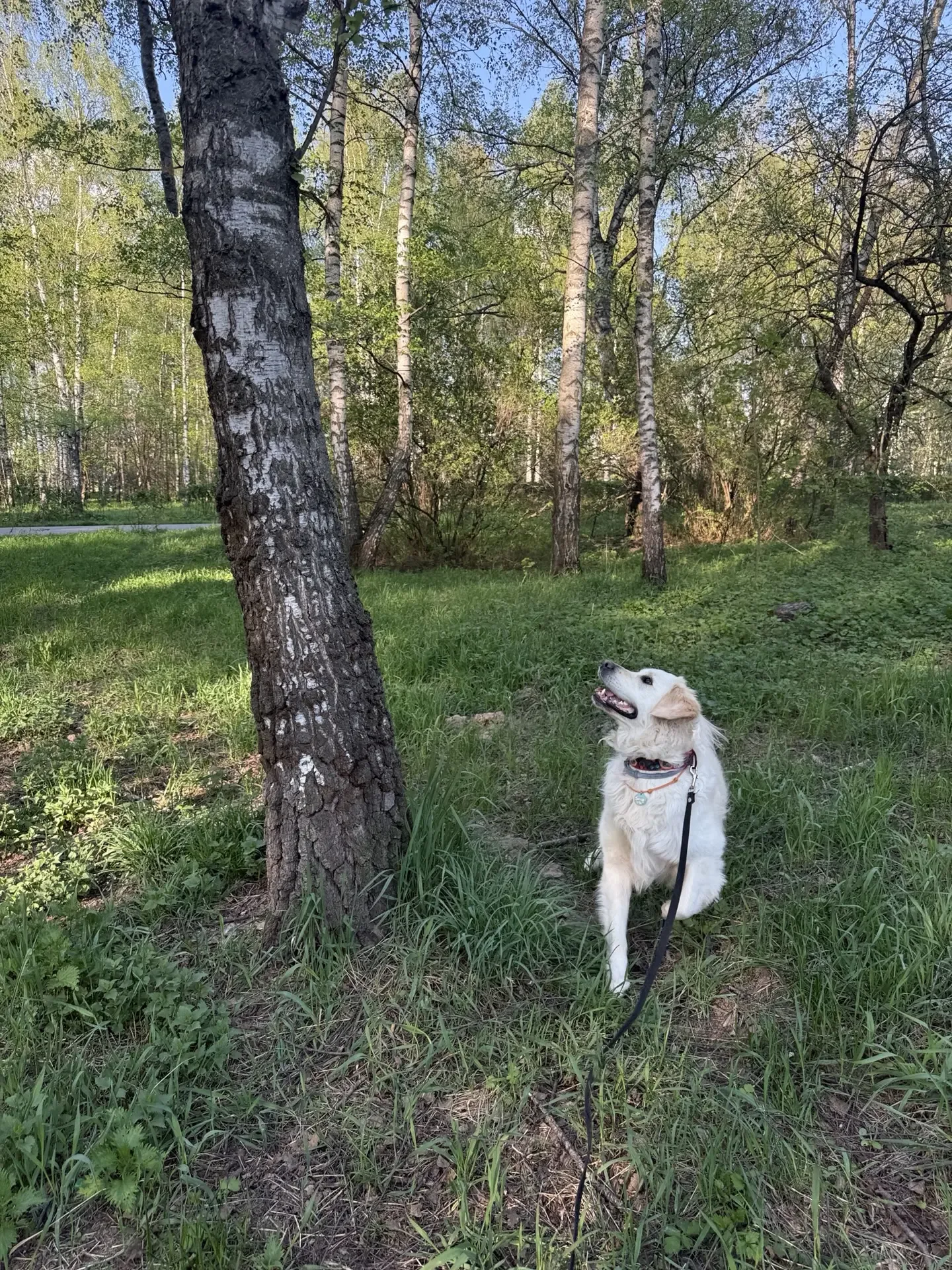 Зарисовка : Шелби и белки ) 🐿️