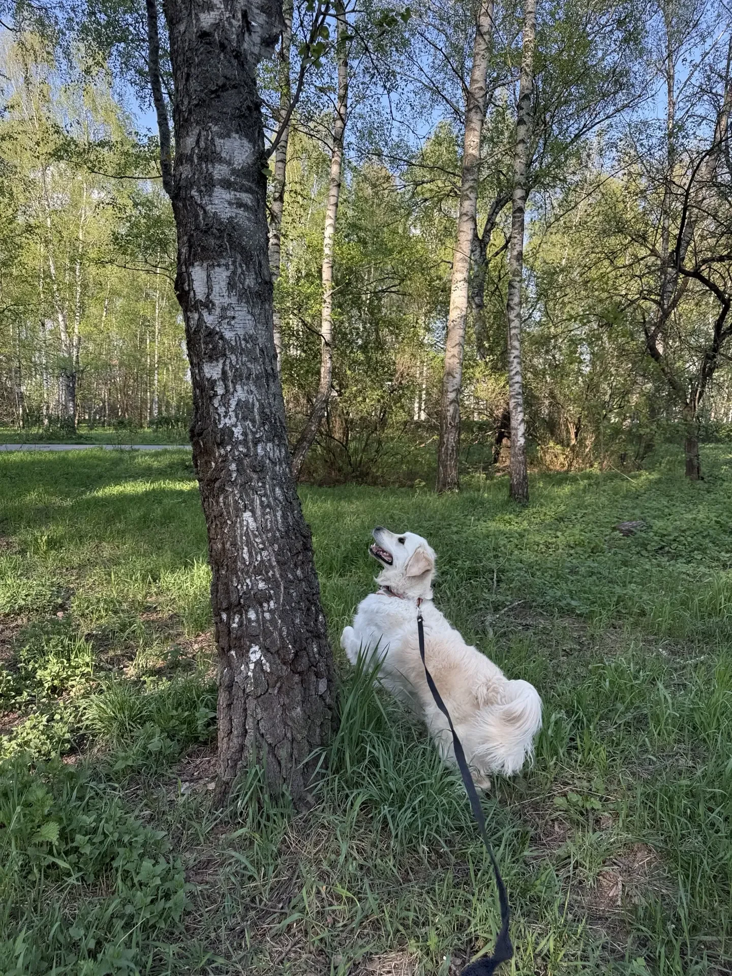 Зарисовка : Шелби и белки ) 🐿️