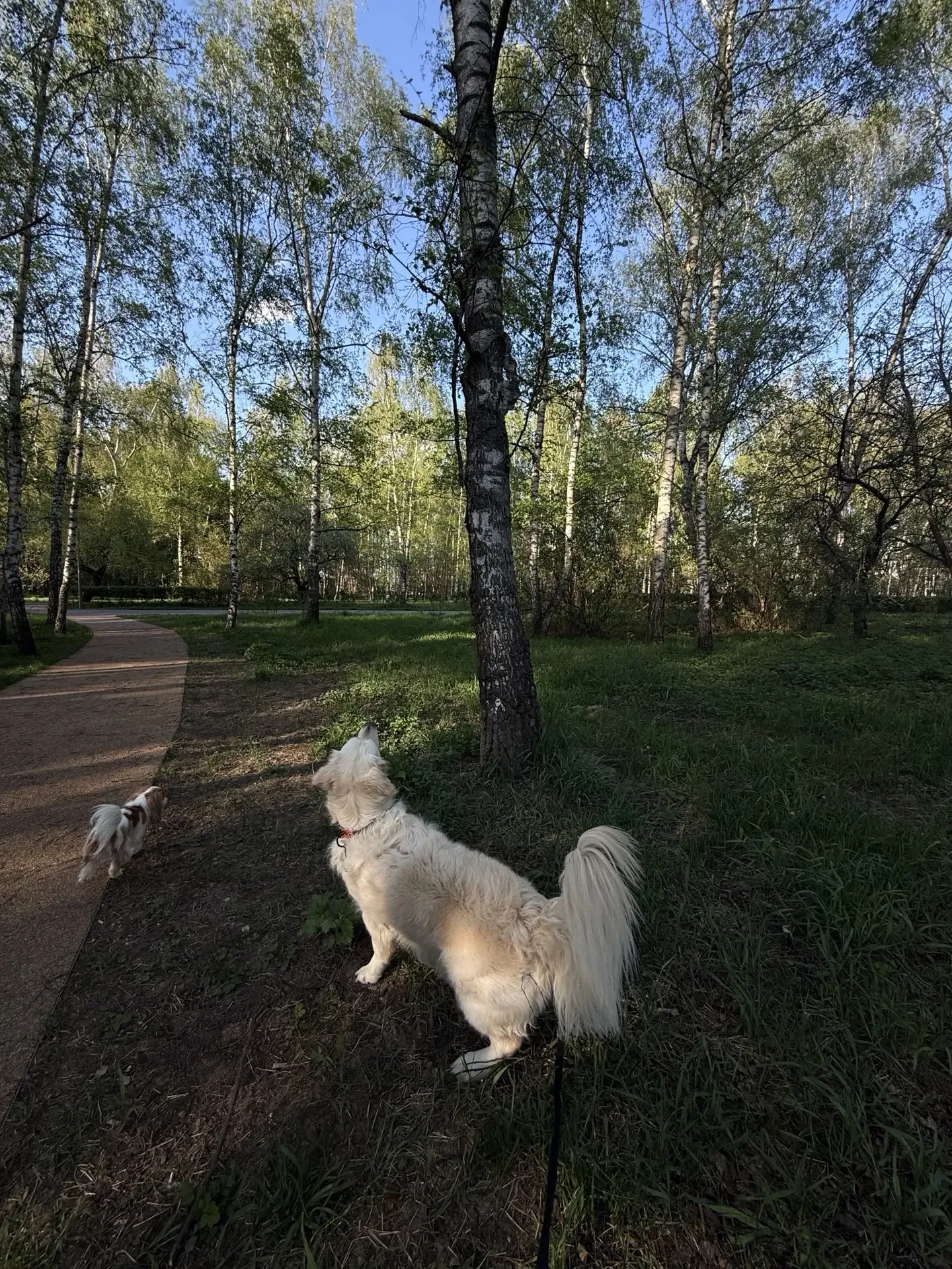 Зарисовка : Шелби и белки ) 🐿️