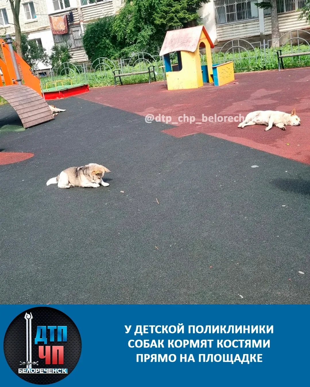 21 мая застала вот такую картину: за детской поликлиникой на игровой площадке обнаружила гору костей
