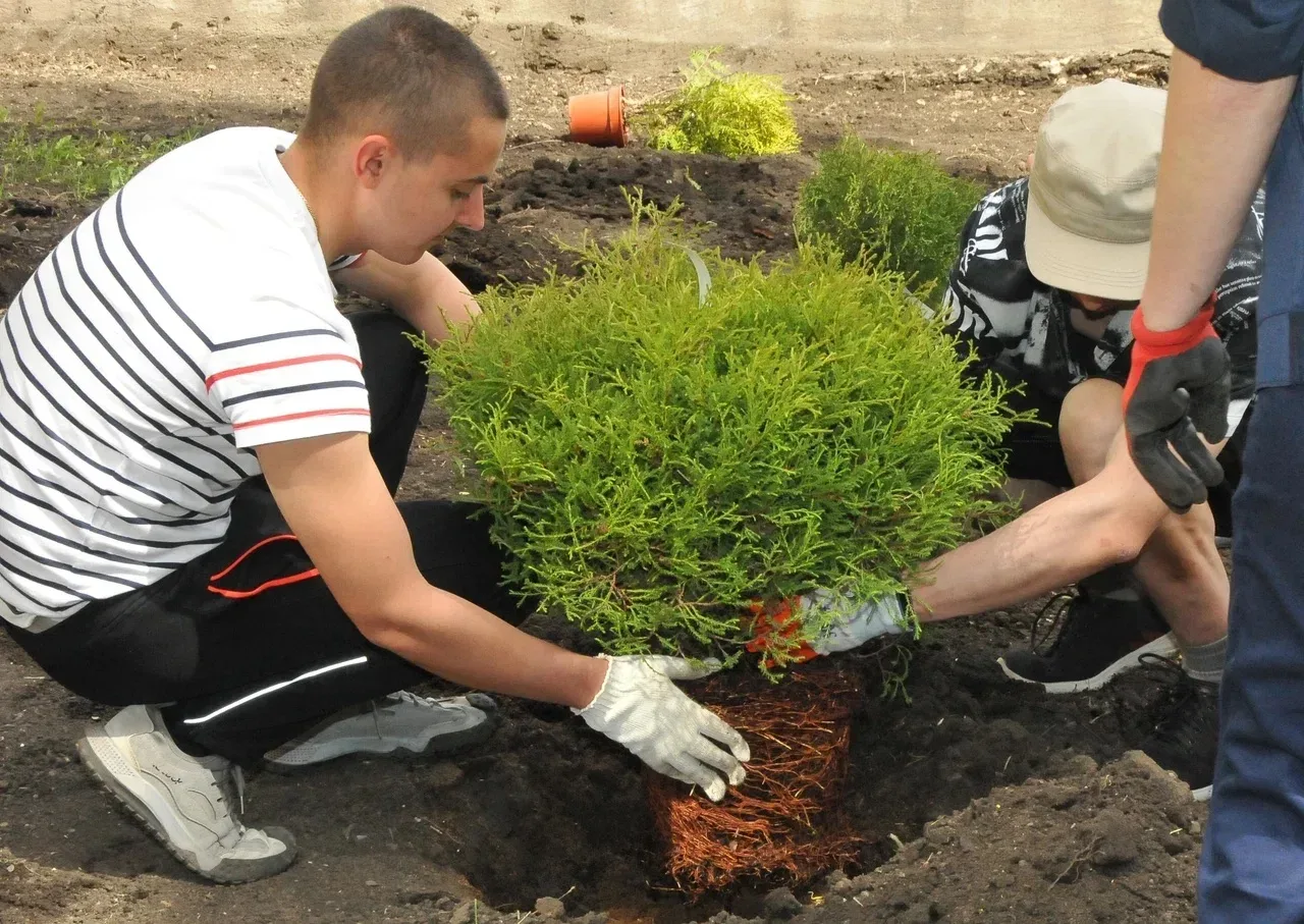 🌲 Вечнозелёная история    Территория возле института гуманитарного образования преобразилась: здесь 