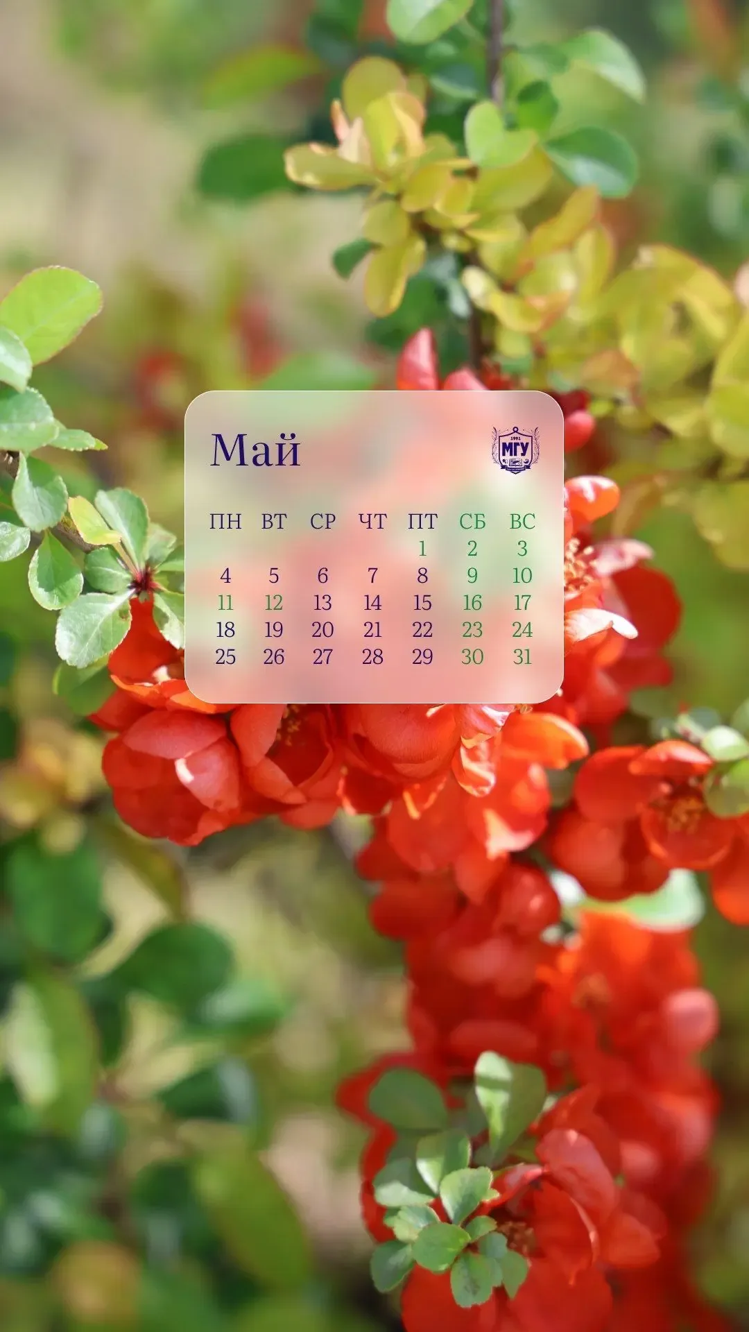 🤩 Обои на май 🤩 Май — это время ярких красок, цветущей природы и по-настоящему тёплых дней. В новой 