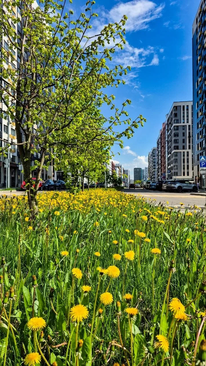 Солнышки на Скандинавском бульваре 🌞