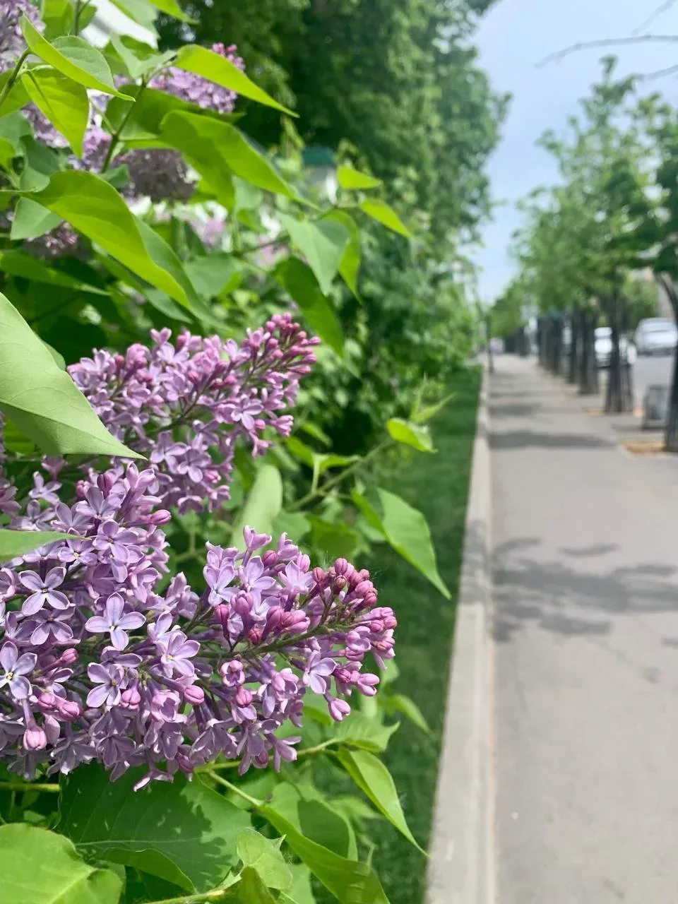 Сиреневые места на карте Казани – делимся локациями, где цветет сирень💫  📍Дворик Петропавловского со