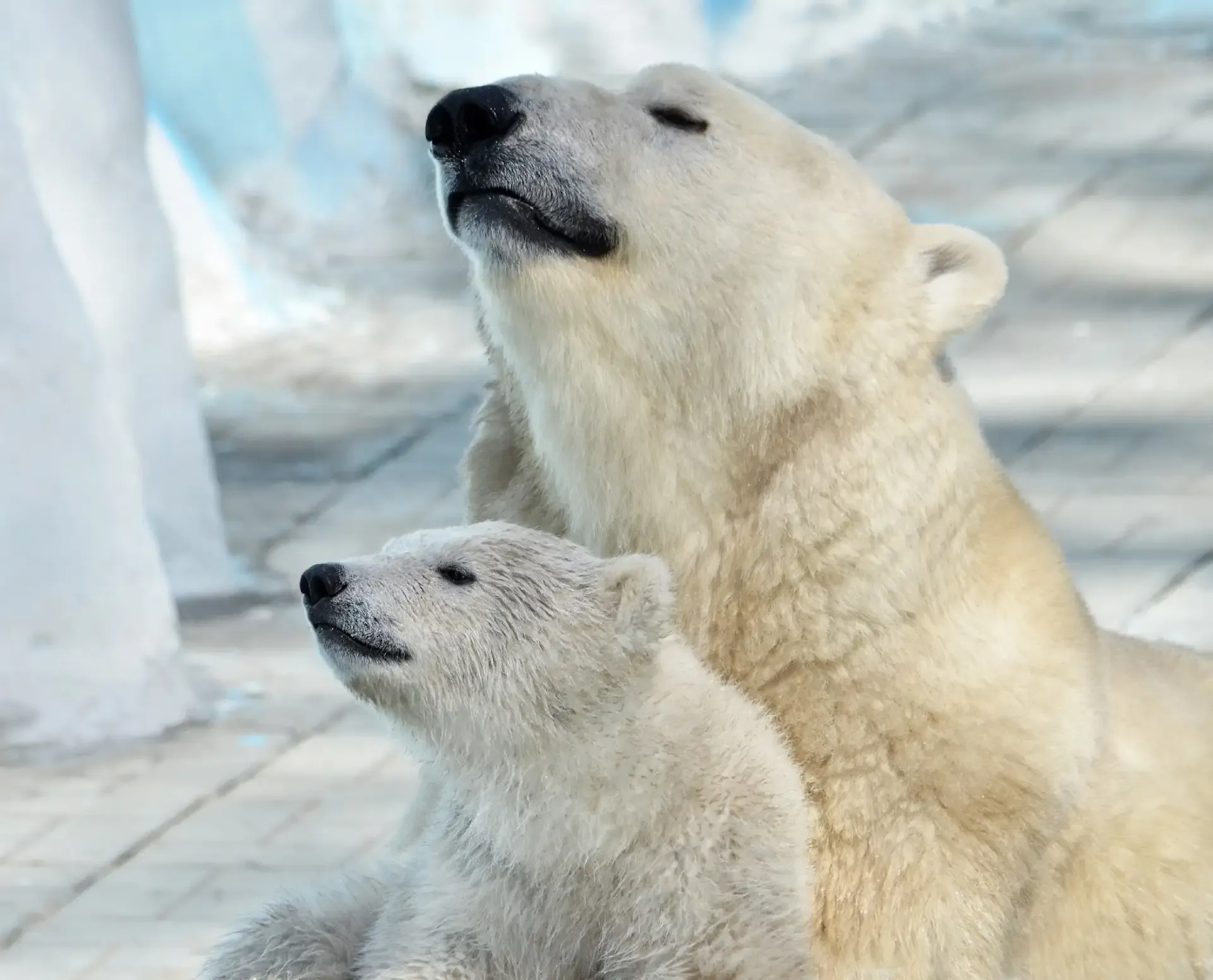 День медведя 🐻  📆 Всемирный день медведей отмечается 10 мая. Этот праздник был учреждён по инициатив