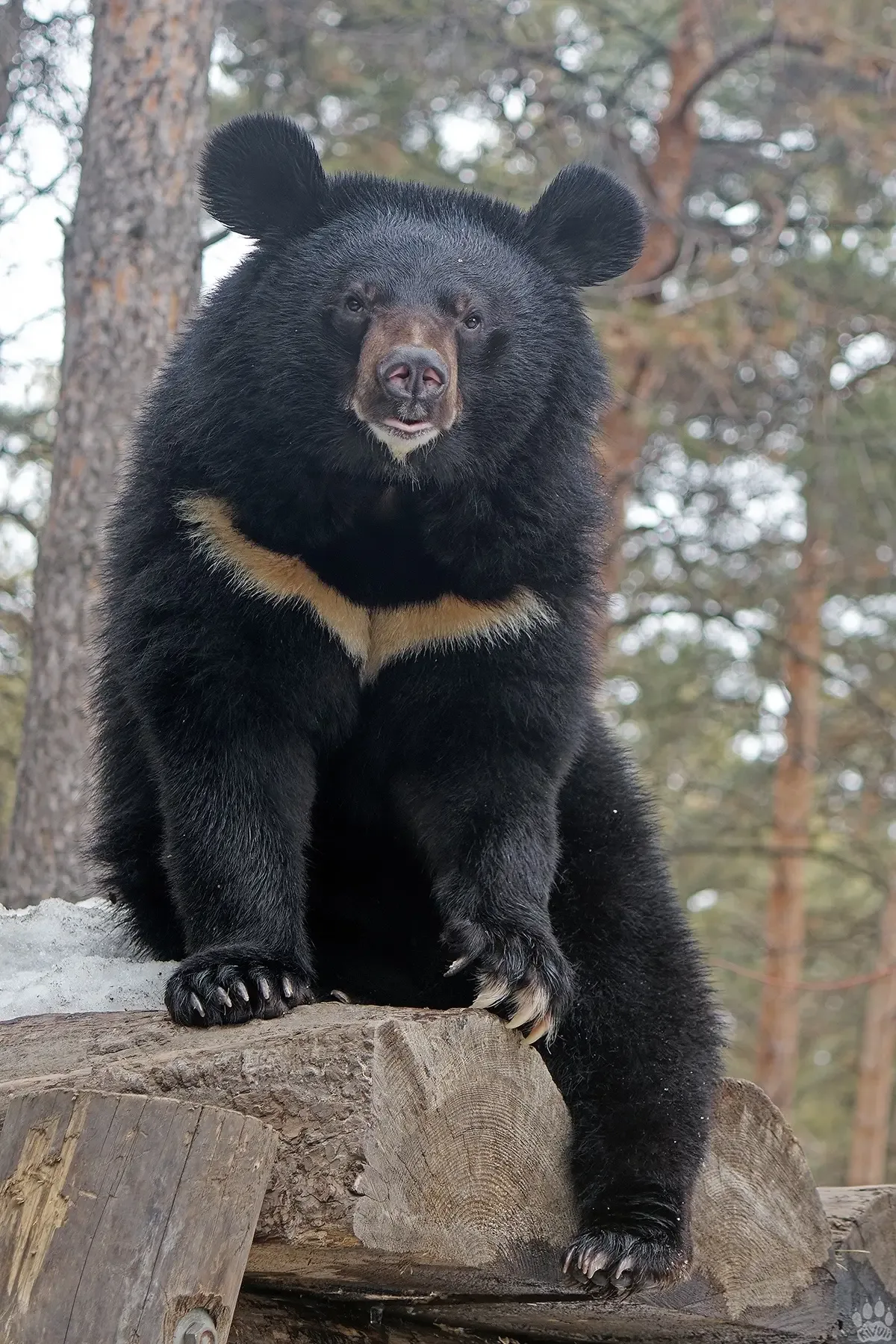 День медведя 🐻  📆 Всемирный день медведей отмечается 10 мая. Этот праздник был учреждён по инициатив