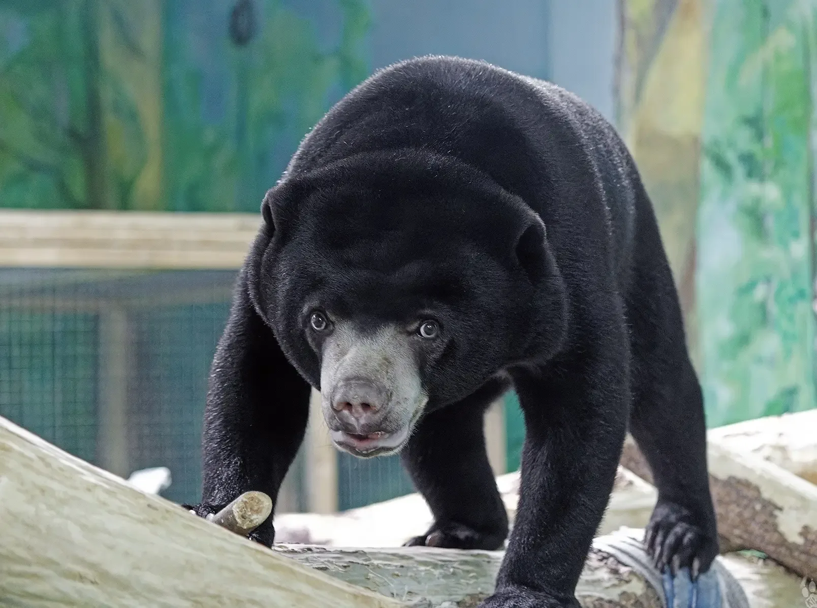 День медведя 🐻  📆 Всемирный день медведей отмечается 10 мая. Этот праздник был учреждён по инициатив