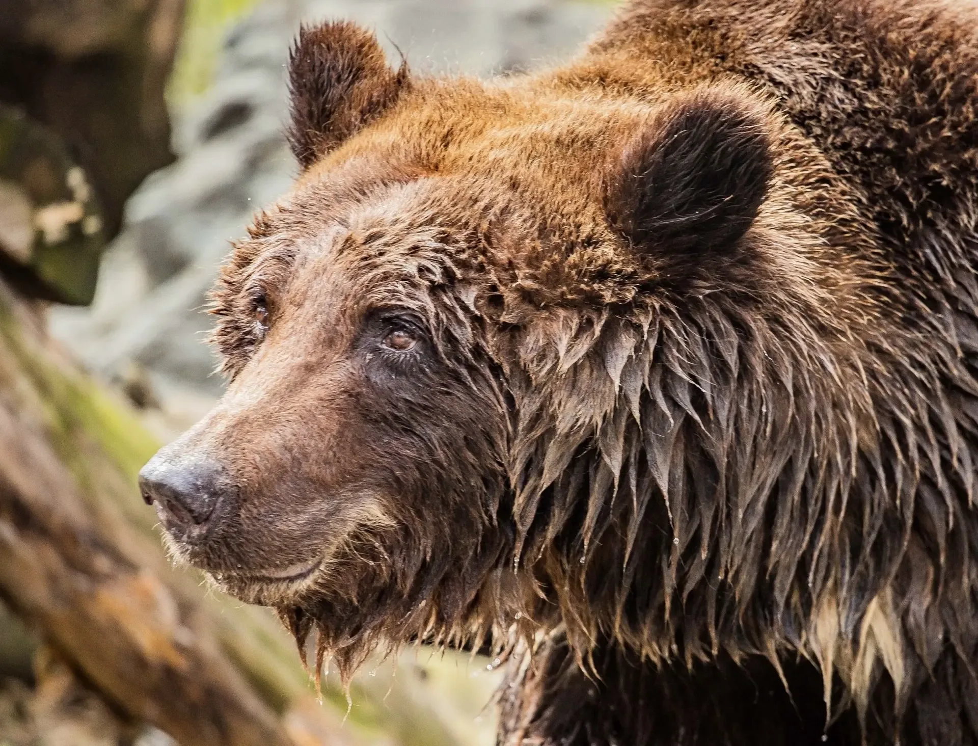 День медведя 🐻  📆 Всемирный день медведей отмечается 10 мая. Этот праздник был учреждён по инициатив