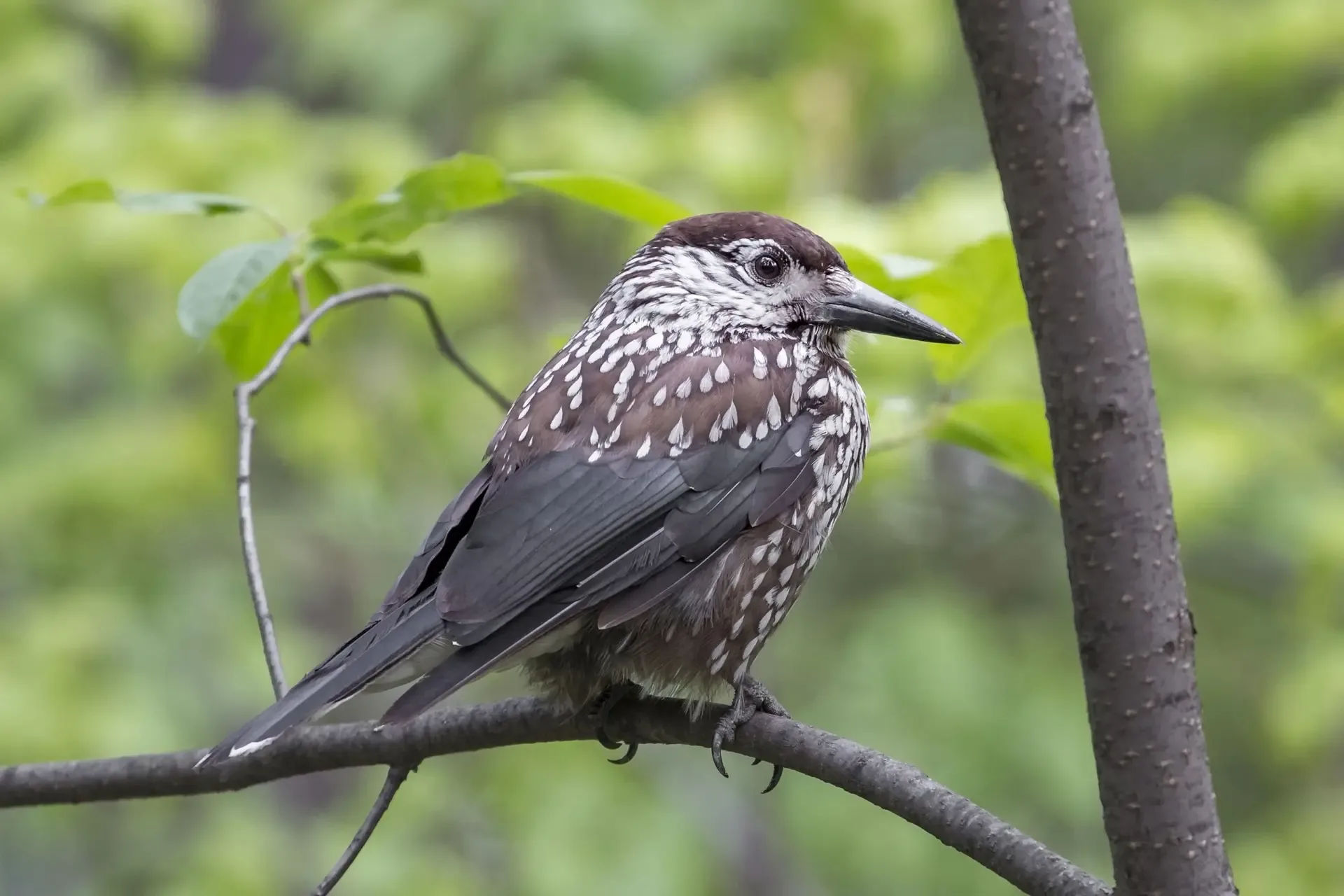 Как мы наблюдали за лесными птицами 🐦  📅 С 1 по 10 мая в Новосибирском зоопарке имени Р. А. Шило про