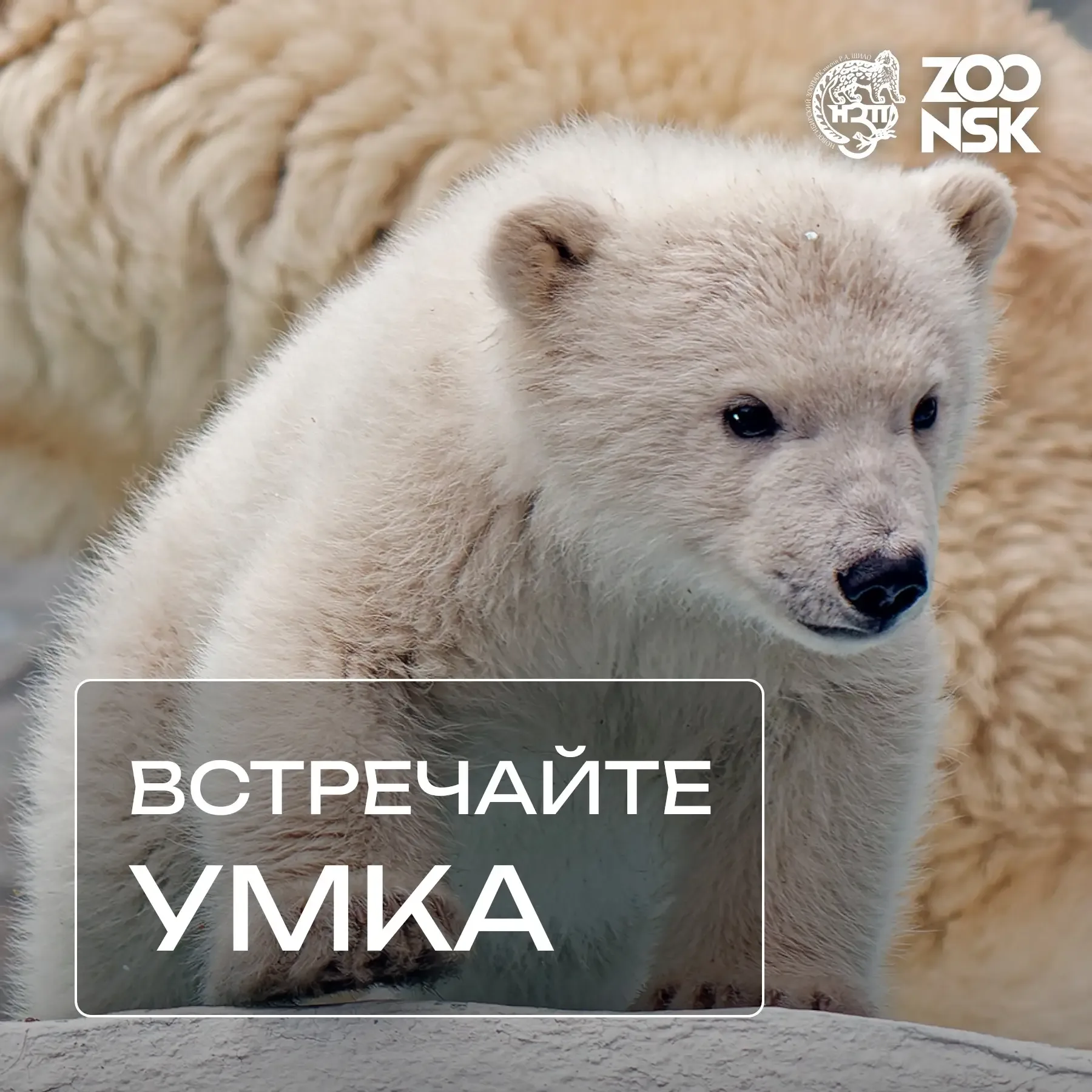 Объявляем победителя голосования за имя белого медвежонка!  Дорогие друзья, огромное спасибо каждому