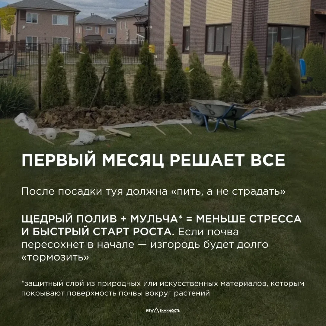 Купил дом и внезапно стал «ландшафтным дизайнером»  На днях Максим впервые высадил часть туй у себя 