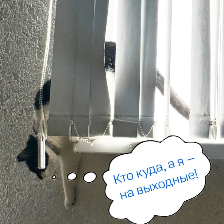 Доброе утро, ТГУ! ☀️  #Наш_кот_ученый Кузьма сегодня решил не задерживаться – хвост поднял и пошёл н