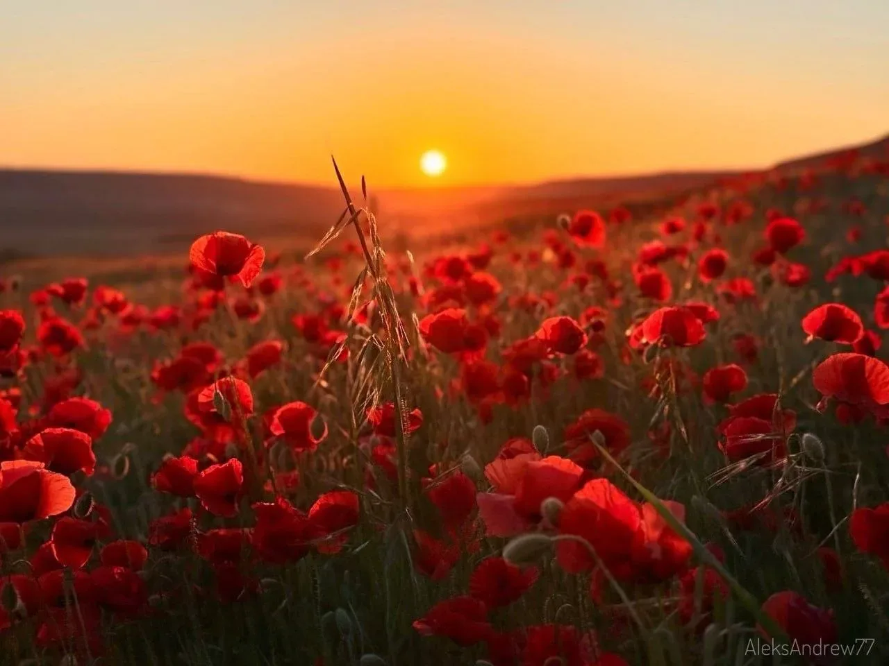 🔥Маковый закат в Крыму  📸Александр Андреев  ✅Новости Севастополя — подпишись! ✅Подпишись на новости 
