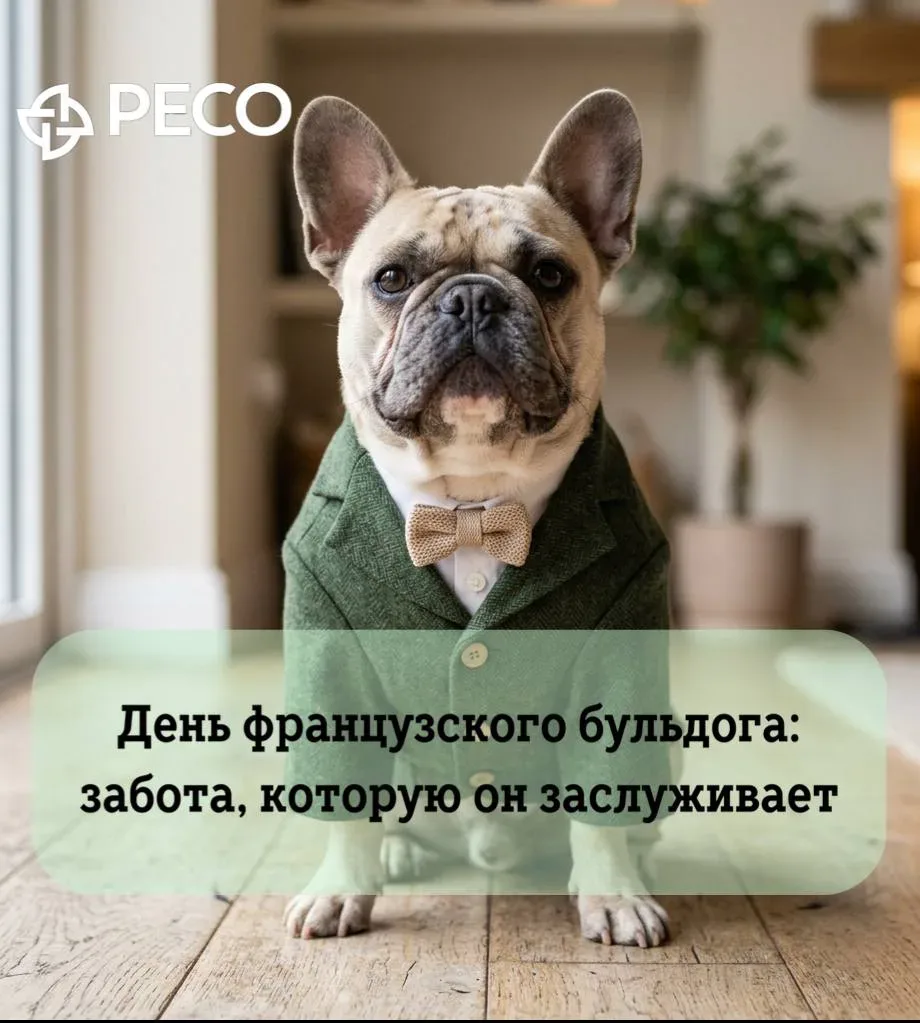 🐶 Сегодня отмечаем День французского бульдога! 🐾  Эти сморщенные мордочки, большие уши и неиссякаема