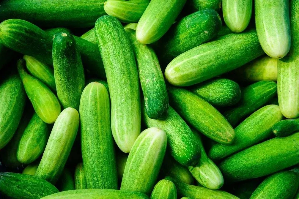 Огурец против неприятного запаха изо рта 🥒   Есть необычный способ быстро освежить дыхание: дольку о