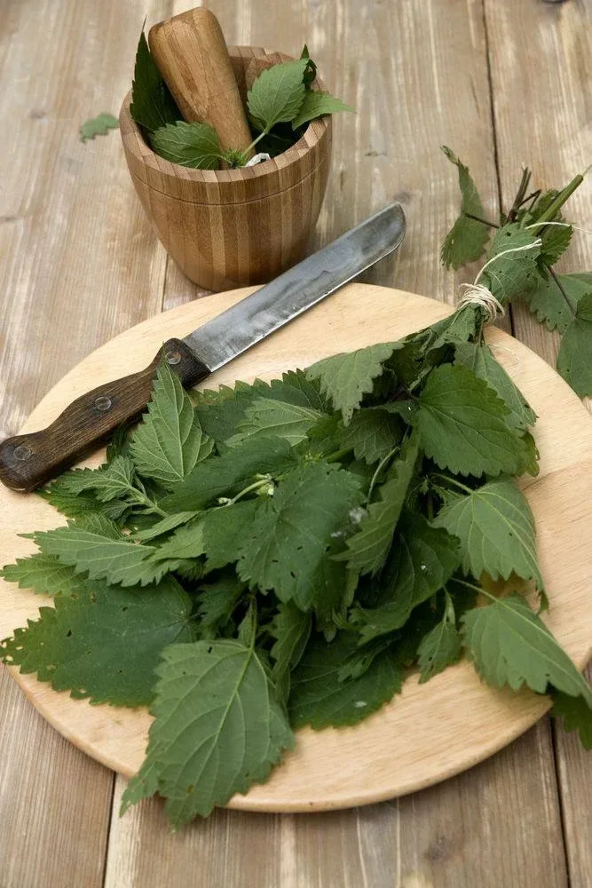 🌿 Настой крапивы — природная поддержка крови  📗 Крапиву недооценивают, а зря.  🌱 Рецепт: 1 ст. л. кр