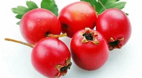Настойка для молодости, красоты и здоровья: три в одном  ✅ Приготовление настоек в домашних условиях