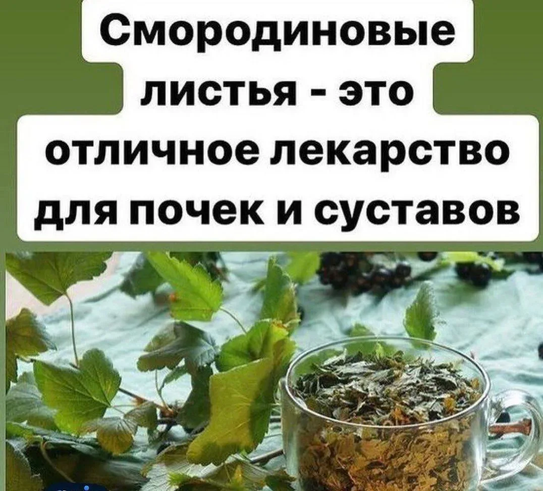 🫧Смородиновые листья — это отличное снадобье для почек и суставов.  🫧Большое количество витаминов С,