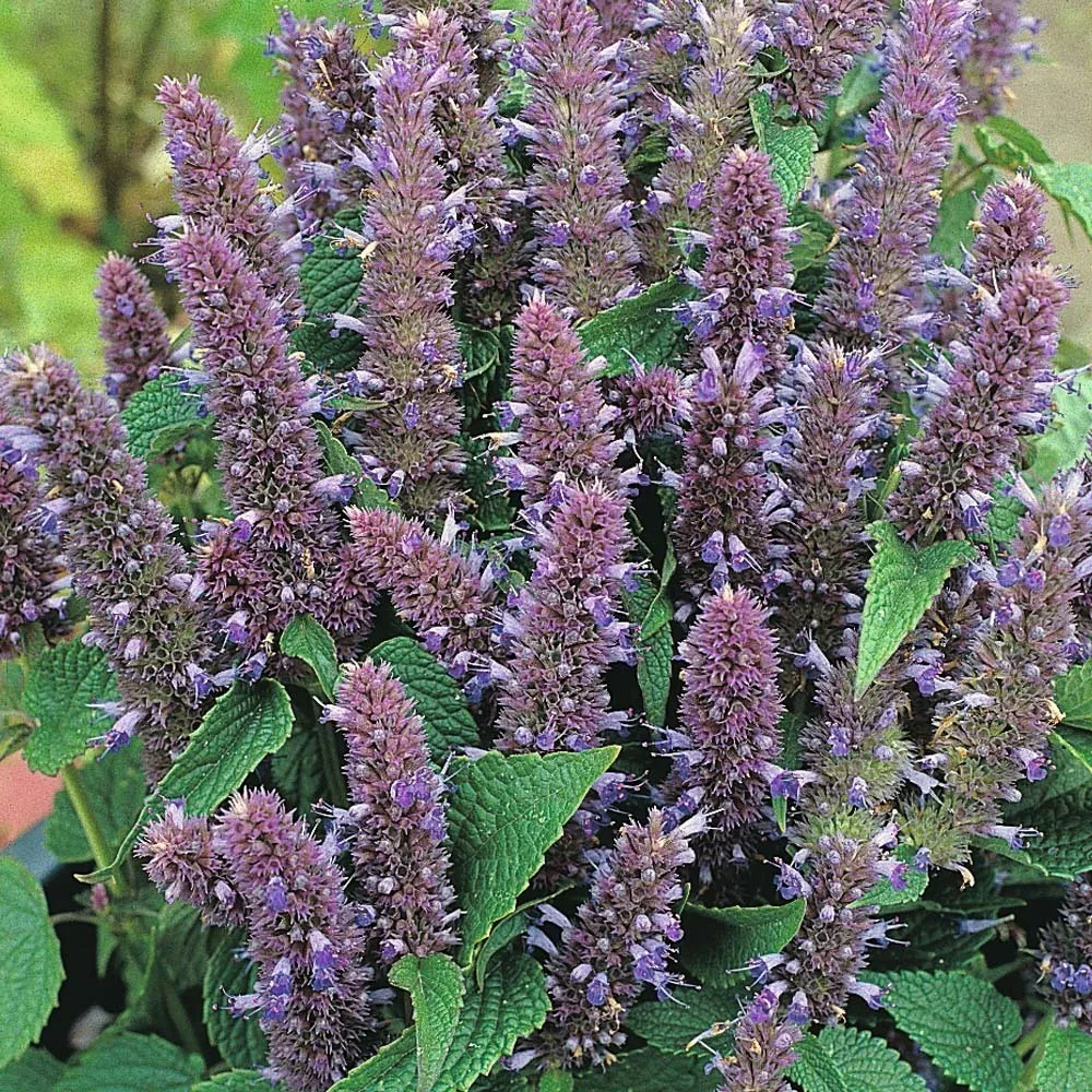 ЛОФАНТ   🌿 Лофант анисовый - это растение, которое способно выводить радионуклиды из организма челов