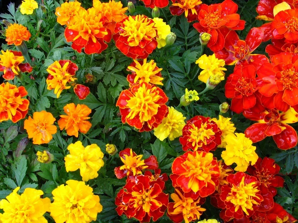 БАРХАТЦЫ   🌺 Бархатцы - растение, знакомое многим. Оно обладает целебными свойствами.  🌺 Бархатцы ул