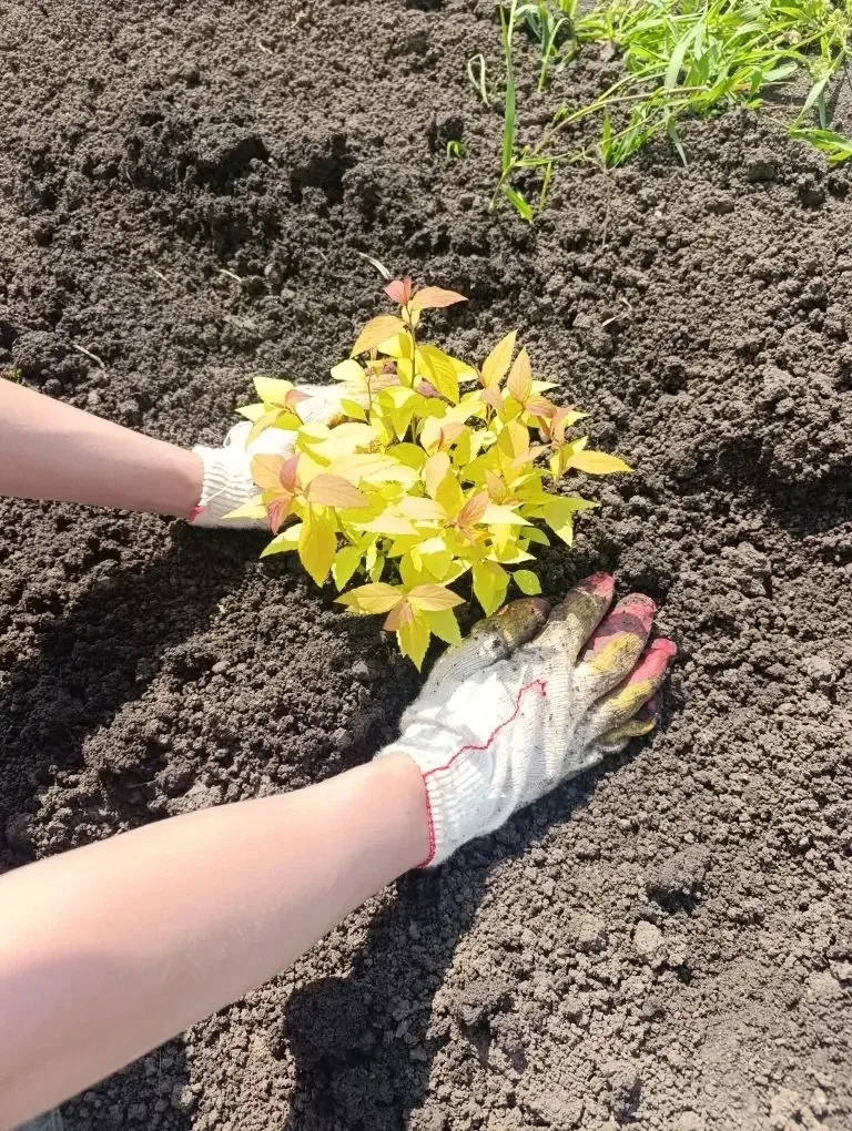 🌱 Зеленая Весна 2026: Аллея добра и красоты  Сегодня наши студенты приняли участие во Всероссийском 