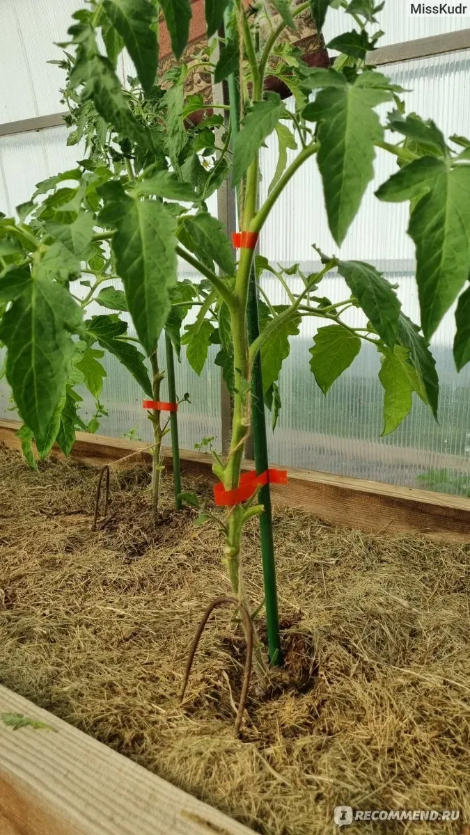 Здравствуйте, дорогие друзья!   Знакомьтесь с тапенером (подвязчиком) - этот инструмент для подвязыв