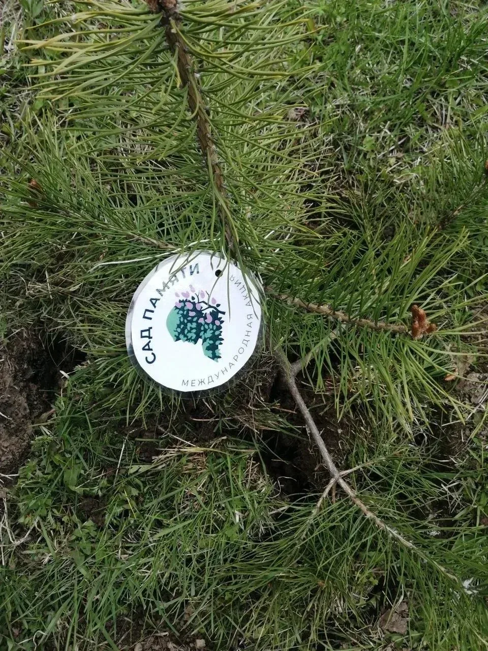Отдел МФЦ по Тегульдетскому району принял участие в акции «Сад памяти»   🌱«Сад памяти» — это масштаб
