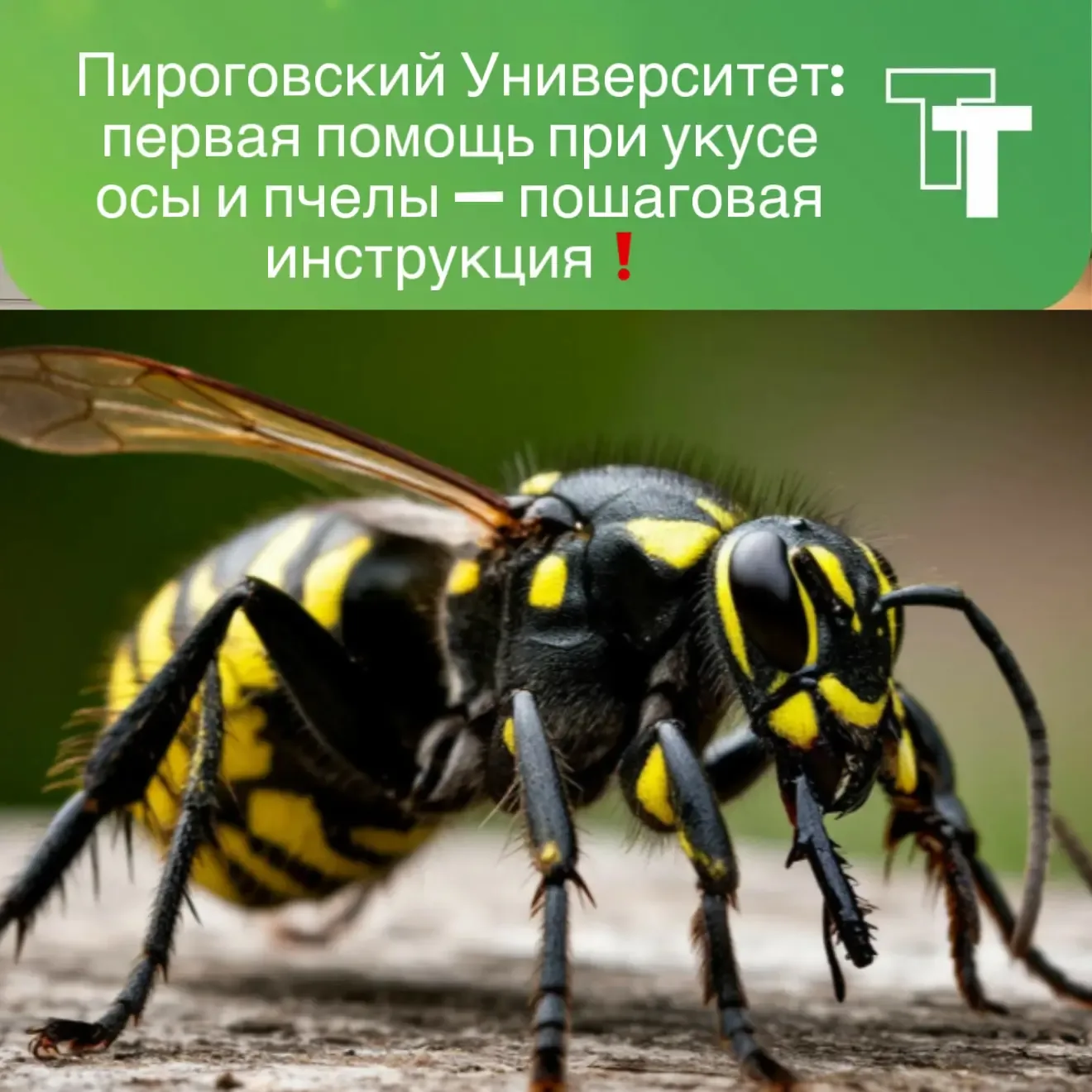 Пироговский Университет: первая помощь при укусе осы и пчелы — пошаговая инструкция❗️  - Как действо