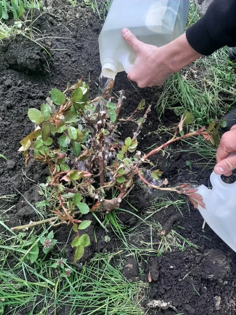 🌱 Вечная память — в каждом ростке  Обучающиеся МБОУ СОШ № 4 стали частью Всероссийской патриотическо