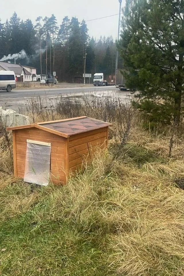 У бездомной собаки украли будку под Обнинском!  На 74-м километре трассы М-3 «Украина» прямо напроти
