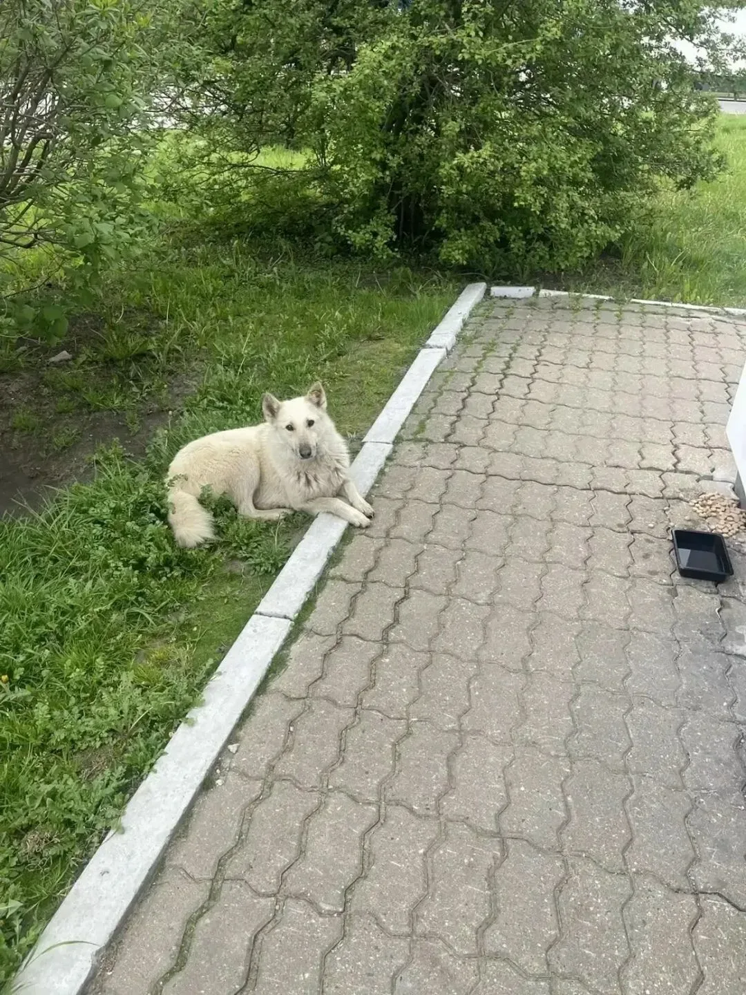 У бездомной собаки украли будку под Обнинском!  На 74-м километре трассы М-3 «Украина» прямо напроти