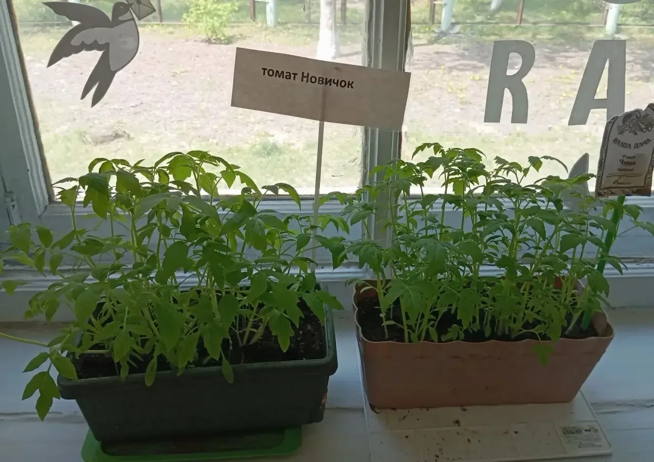 🌱 Наш помощник — огород! 🌱  Ребята 2 «В» класса уже вовсю готовятся к новому огородному сезону!  Мы 
