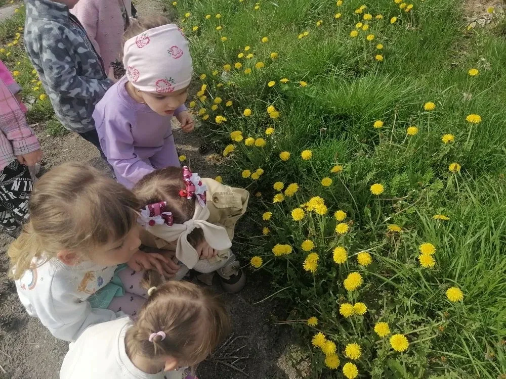 13 мая отмечается Международный день одуванчика. Именно этот весёлый жёлтый цветочек является одним 