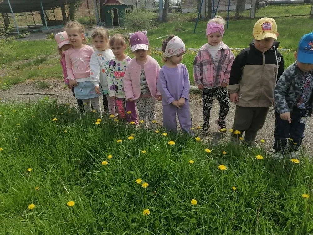 13 мая отмечается Международный день одуванчика. Именно этот весёлый жёлтый цветочек является одним 