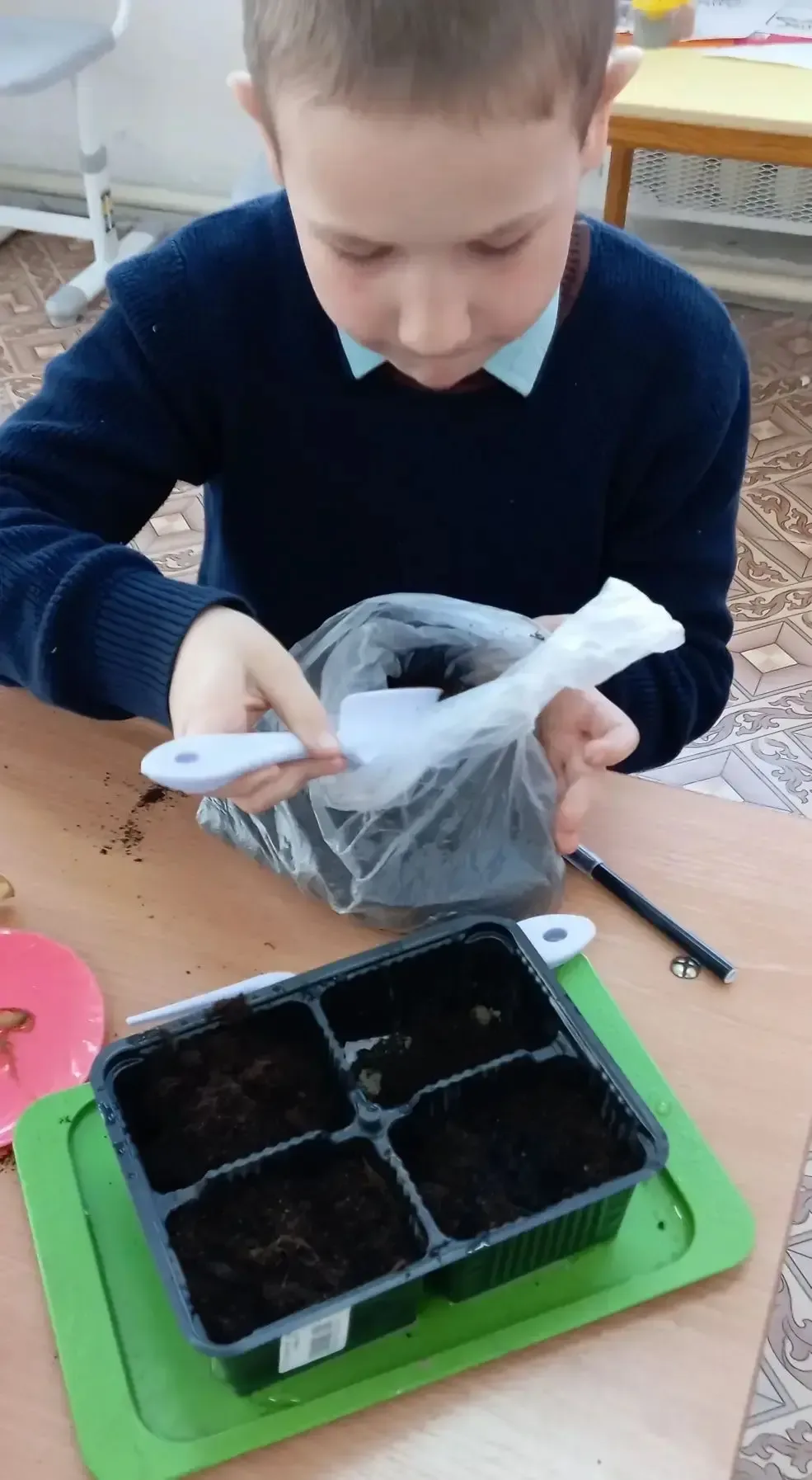 🌱Как Мирон вырастил рождественник: история одного эксперимента  🌿Весной прошлого года группа ребят 2