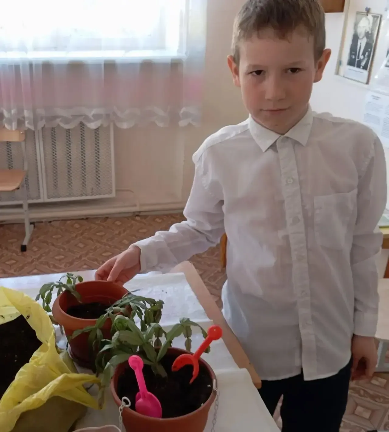 🌱Как Мирон вырастил рождественник: история одного эксперимента  🌿Весной прошлого года группа ребят 2