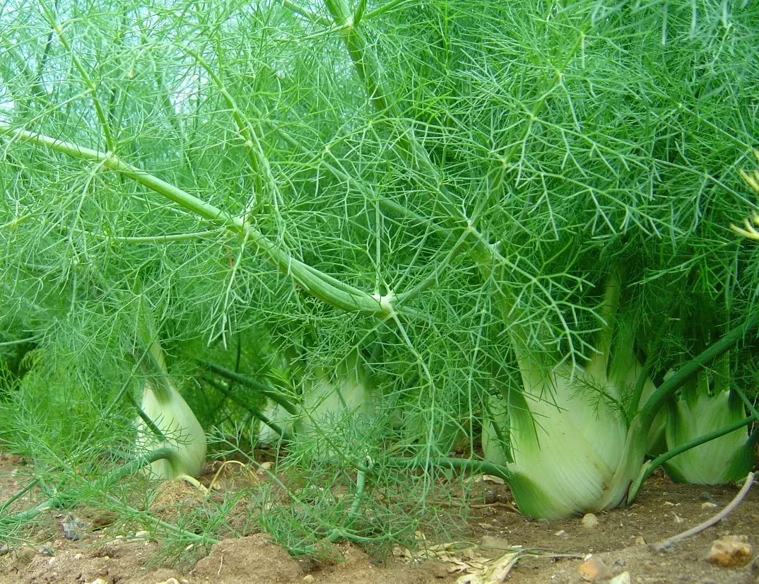ФЕНХЕЛЬ 🌱 Фенхель - это хорошо знакомое всем растение. В народе это целебное снадобье именуют аптечн