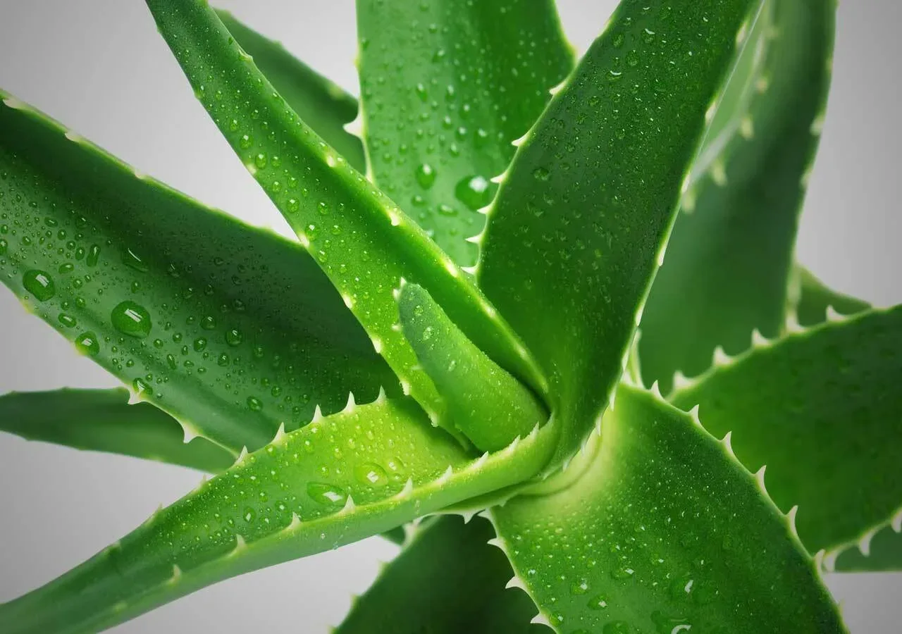 АЛОЭ  🌱 Алоэ древовидное - растение широкоизвестное, но всё же малоизученное. Это целебное снадобье 