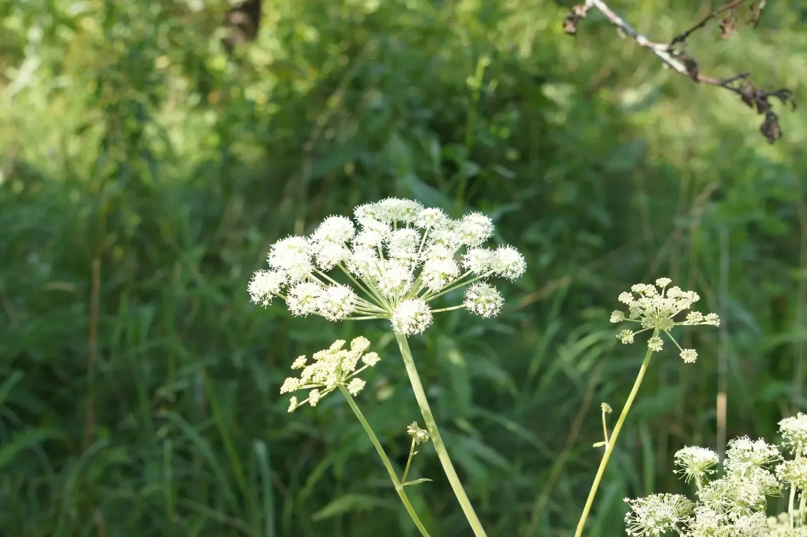 ДУДНИК 🌿 Дудник - это растение, которое в народе величают ангеликовой водой, женским женьшенем, цвет