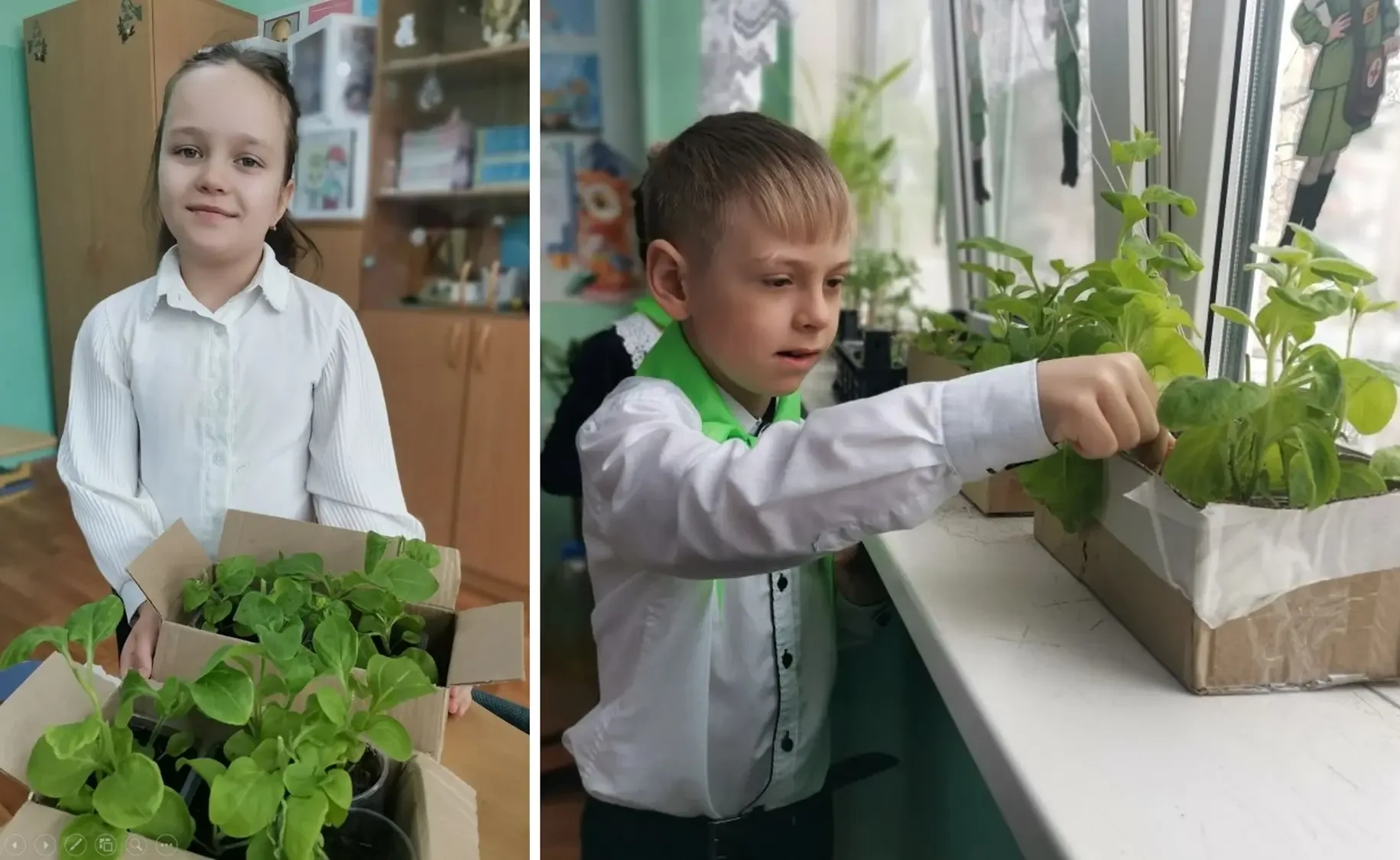 🌱 Орлята-экологи  Сегодня ученики 1а класса передали рассаду цветов Валентине Михайловне Немцовой, к