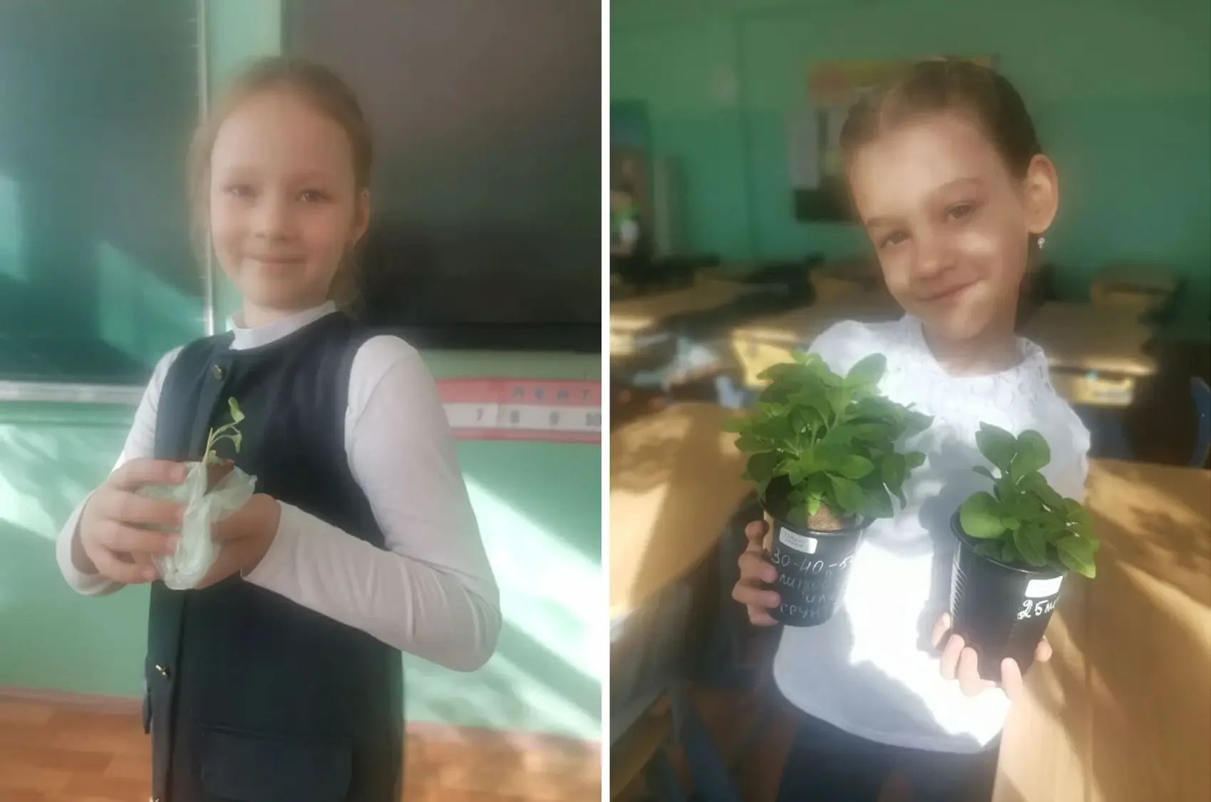 🌱 Орлята-экологи  Сегодня ученики 1а класса передали рассаду цветов Валентине Михайловне Немцовой, к