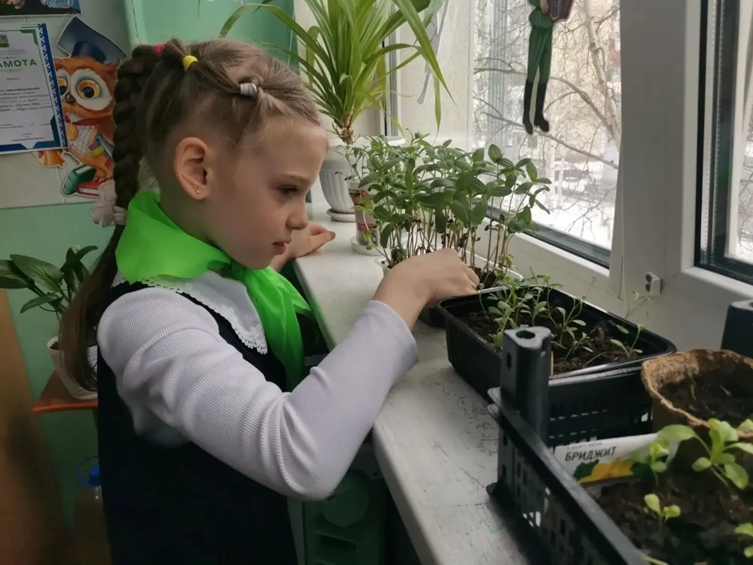 🌱 Орлята-экологи  Сегодня ученики 1а класса передали рассаду цветов Валентине Михайловне Немцовой, к