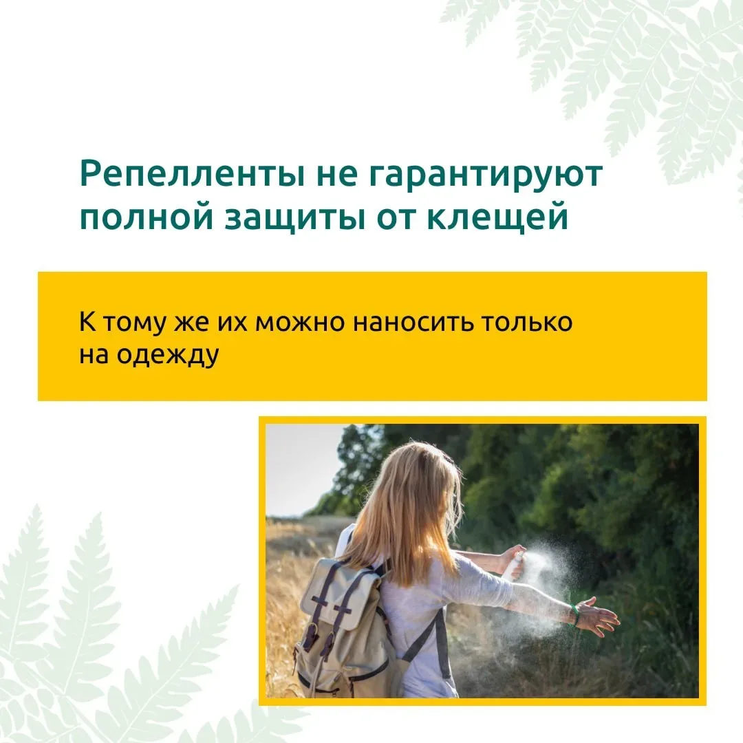 Сезон клещей в самом разгаре: что нужно знать  Укус клеща может привести к неприятным последствиям, 