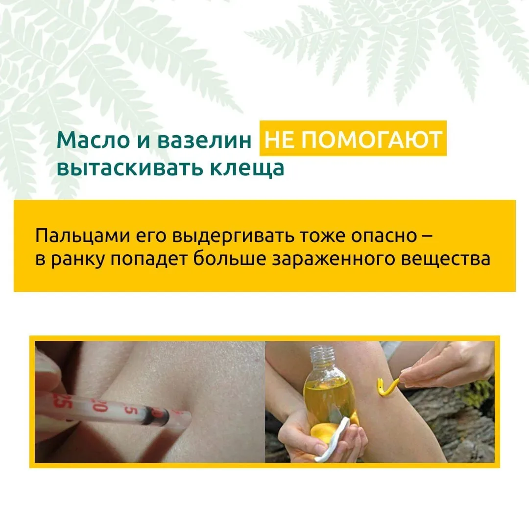 Сезон клещей в самом разгаре: что нужно знать  Укус клеща может привести к неприятным последствиям, 