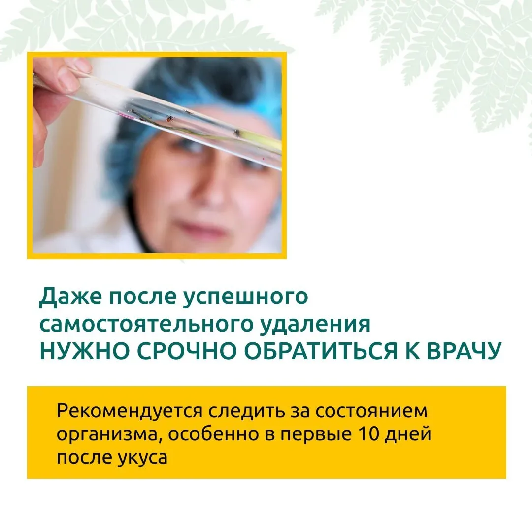 Сезон клещей в самом разгаре: что нужно знать  Укус клеща может привести к неприятным последствиям, 