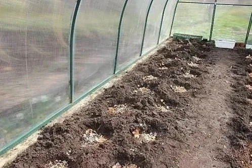 🍅Что класть в грунт для посадки томатов!  Томаты — это культуры, которые щедро отблагодарят за грамо