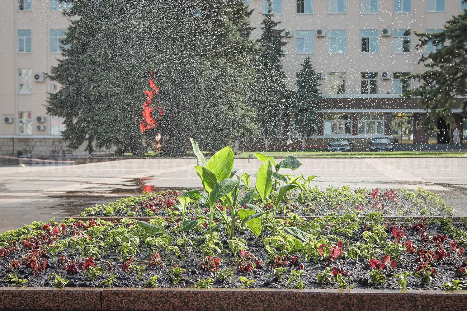 К середине июня Брянск украсят более 150 тысяч садовых цветов  В областном центре заканчивается сезо